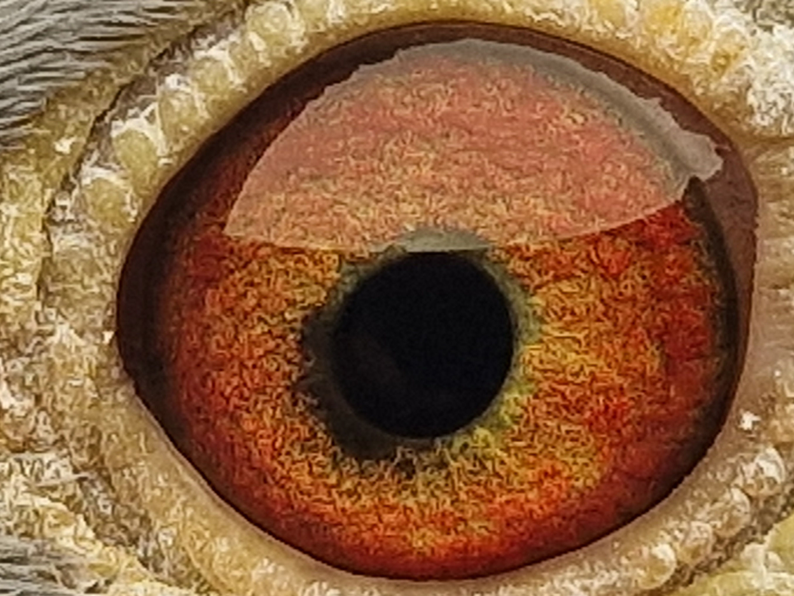 Pigeon eye